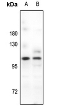 PSD93 Antibody