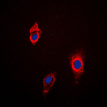 Cytochrome P450 3A4/5 Antibody