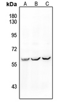 ALK1 Antibody