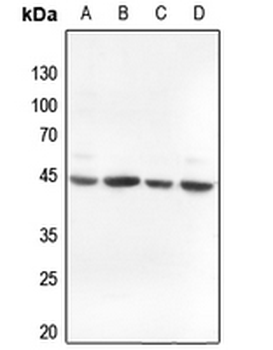Alpha-actin-3 Antibody