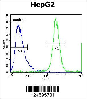 FBXO2 Antibody (C-term)