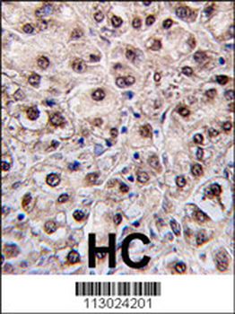 PEMT Antibody (N-term)