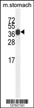 SYT8 Antibody (Center)
