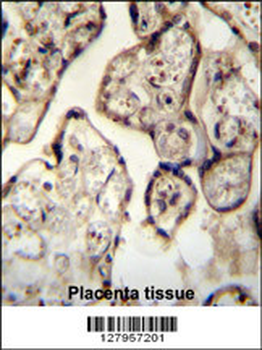 SYT8 Antibody (Center)