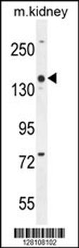COBL Antibody (N-term)