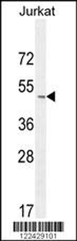 SELPLG Antibody (C-term)