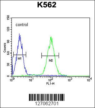 ZN169 Antibody (N-term)