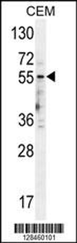 5HT3E Antibody (Center)