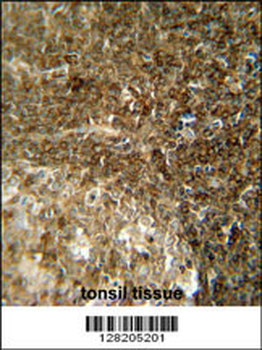CCDC8 Antibody (C-term)