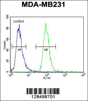 ZSWIM6 Antibody (C-term)