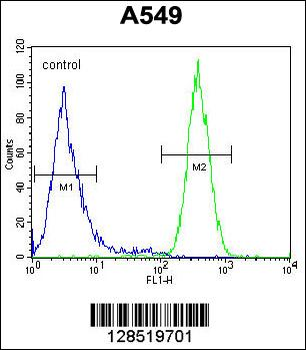 NGRN Antibody (C-term)