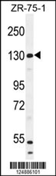 WWC1 Antibody (N-term)