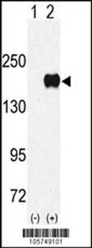 EHMT1 (EUHMTASE1) Antibody (N-term)