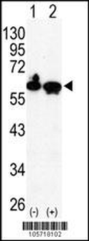 HDAC2 Antibody (C-term)