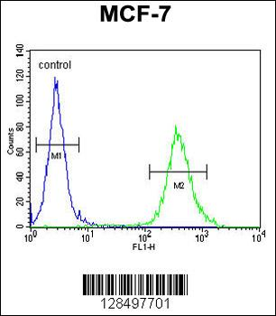 CYB561D1 Antibody (C-term)