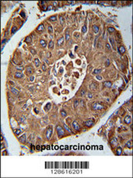 ACN9 Antibody (N-term)