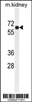 BCDO2 Antibody (N-term)