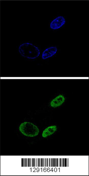NR0B2 Antibody (Center)