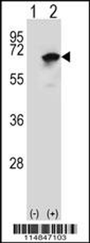 NARS Antibody (N-term)
