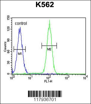 DDX27 Antibody (C-term)