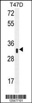 IFI35 Antibody (N-term R30)