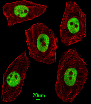 UNCX Antibody (C-term)