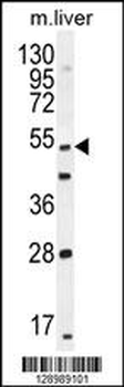 THEMIS Antibody (C-term)