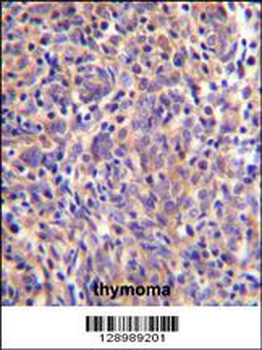 THEMIS Antibody (C-term)