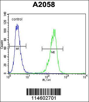 TIMP1 Antibody (C-term)