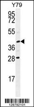 USP50 Antibody (Center)