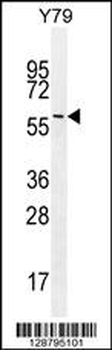 LENG9 Antibody (N-term)