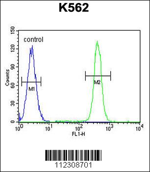 MOGT1 Antibody (C-term)