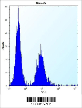 ZC3H8 Antibody (N-term)