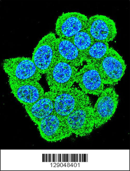 PM20D2 Antibody (C-term)