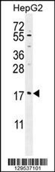 MRFAP1L1 Antibody (Center)