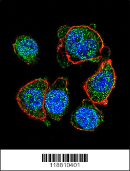 MITF Antibody (N-term)