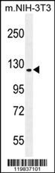 RUTBC1 Antibody (C-term)