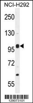 NBPF8 Antibody (N-term)