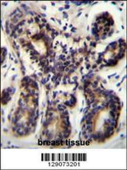 NBPF8 Antibody (N-term)
