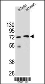 KCTD8 Antibody (C-term)
