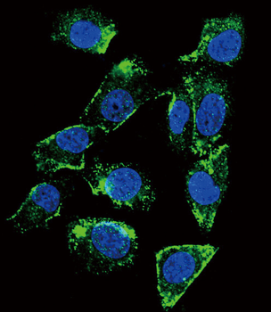 BTC Antibody (N-term)