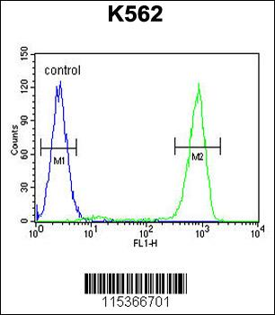 OC90 Antibody (Center)