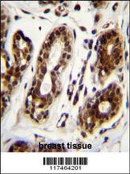 NCL Antibody (Center E443)