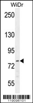 LCMT2 Antibody (Center H450)