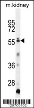 TRIML1 Antibody (C-term)