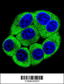 OR2T3 Antibody (C-term)