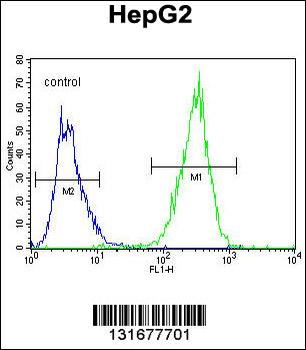 PPARD Antibody (C-term)