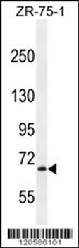 LRRN3 Antibody (C-term)