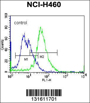 PLCL2 Antibody (C-term)