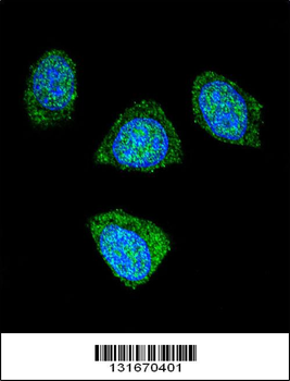 PDE3B Antibody (Center)